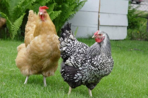 W chińskim zoo, zwierzęta predyktory katastrof W chińskim zoo, zwierzęta predyktory katastrof